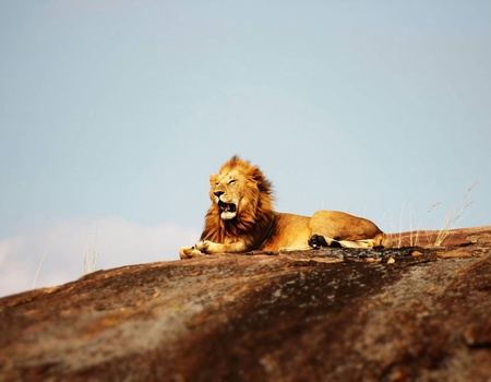 Circuit Lumières d'Afrique Safari au coeur du Kenya