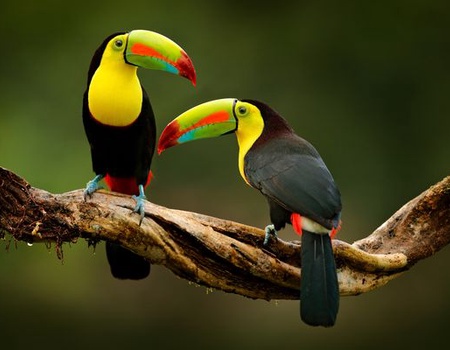 Splendeurs du Costa Rica & extension Playa Tambor 13J/11N - 2026 - 4