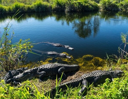Floride, Key West et Croisière Bahamas - 4