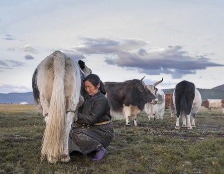 MONGOLIE TERRE NOMADE FESTIVAL YAK - Mongolie, Asie - Image 4