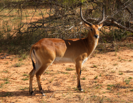 Circuit Des Chutes Victoria au Désert du Namib - 4