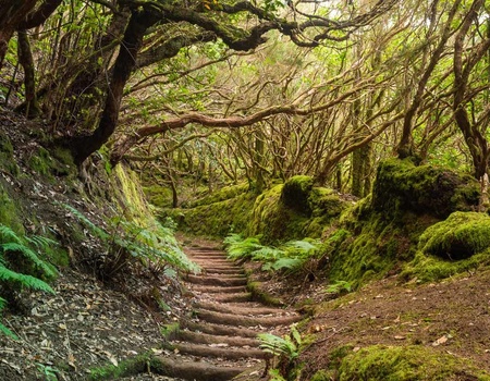 Circuit Echappée canarienne depuis l'hôtel Riu Buenavista 4* - Arrivée aéroport Tenerife Sud - 3