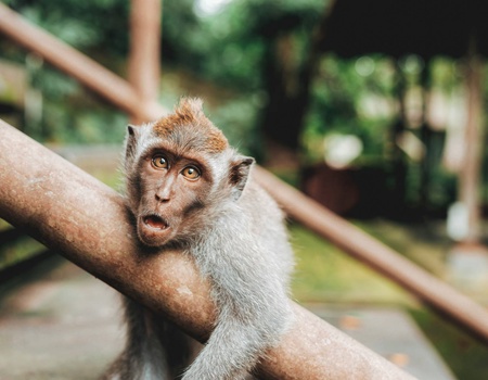 Circuit De la jungle d'Ubud aux vagues de Nusa Lembongan **** - 5