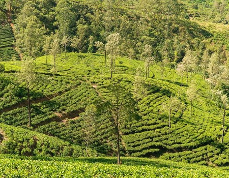 circuit-splendeurs-du-sri-lanka-et-extension-kalutara