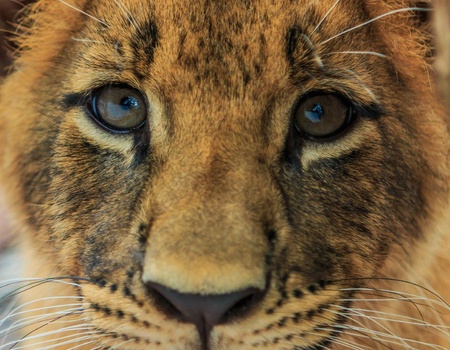 Au coeur de l'Afrique du Sud 10J/7N - 4