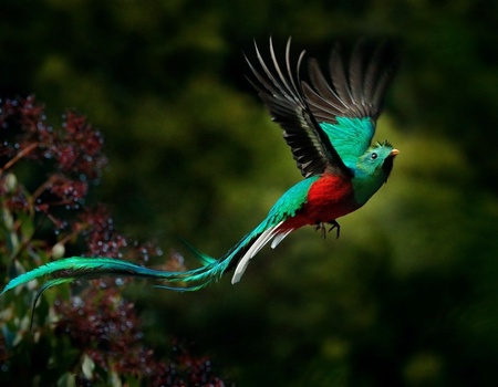 Sur la route du Costa Rica : Manuel Antonio et San Gerardo de Dota - 10J/8N - 1