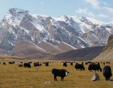 Grande transhumance automne