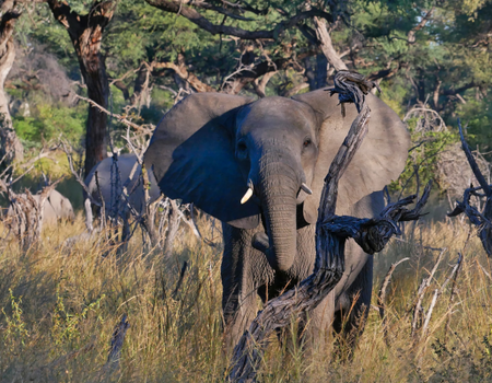 Circuit Des Chutes Victoria au Désert du Namib - 3