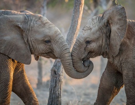 Circuit Immersion en Afrique du Sud - 4