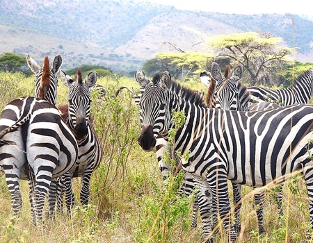 Safari Privatif - Aventure Tanzanienne - 3