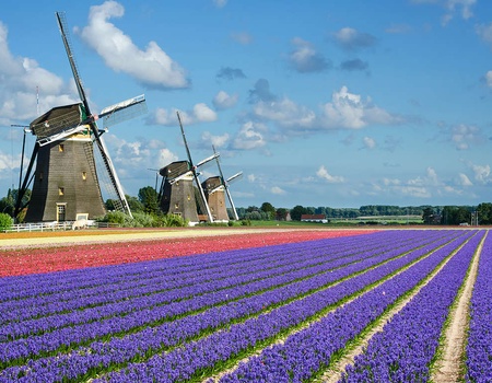 Découvrez le magnifique Amsterdam à vélo et visitez le Keukenhof - 3* - 1
