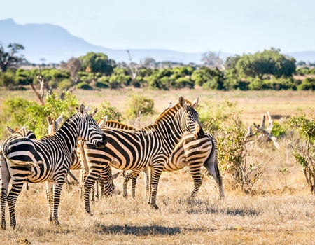 Combiné circuit et hôtel Pinewood Beach Resort & Spa 4*sup avec 1 nuit safari Tsavo Est - 3