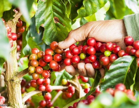 2026 - Circuit Colombie : Tierra Colombiana - Vols flexi - 18 personnes maximum - 3