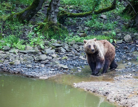 Visite du parc Forestia et détente en pleine nature à Spa - 4* - Spa, Belgique - Image 1