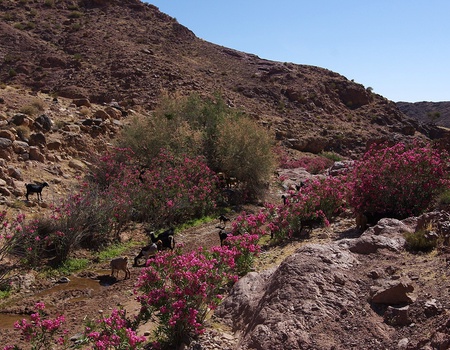 Circuit Saveurs jordaniennes - 5