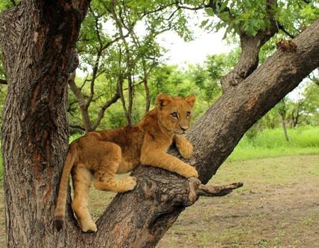 Circuit Beautés du Sénégal et balade avec les lions de Fathala - 2