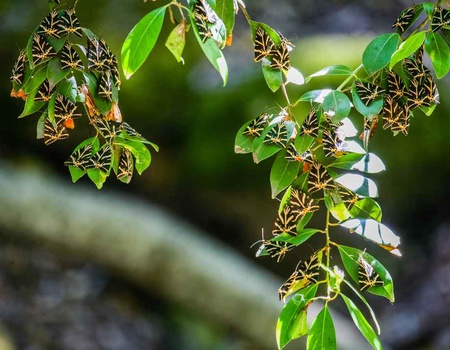 Circuit en Etoile depuis l'hôtel Virginia 4* - 5