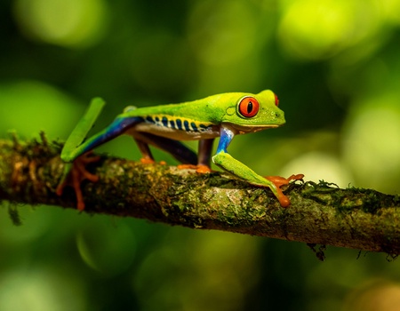 Tentatrice nature 13 jours - 1