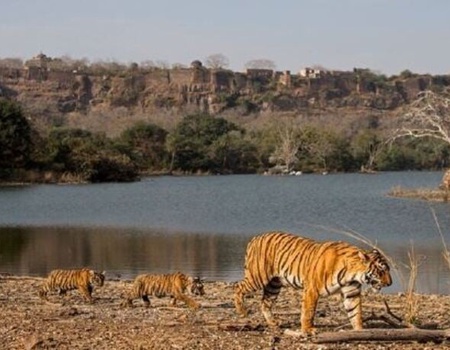 Circuit Secrets du Rajasthan + extension Ranthambore et ses tigres - New Delhi, Inde - Image 3