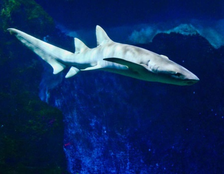 Découvrez Lyon et visitez son Aquarium - 4* - 1