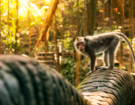 Combiné Bali, Ubud et plages PROMO 12 ou 13 jours - 1