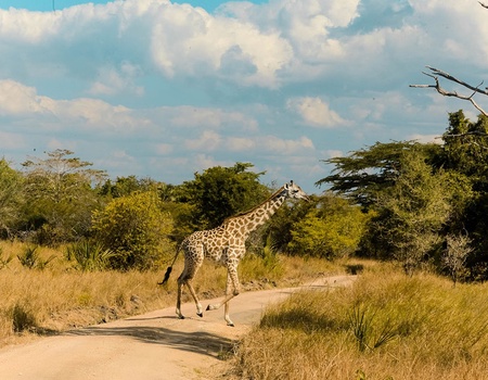 Combiné Ôclub Select SBH Monica Zanzibar 5* et Safari 2 nuits - 3