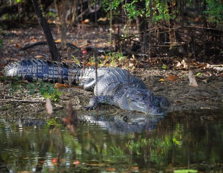 LA GRANDE TRAVERSEE DE L'AUSTRALIE - 4