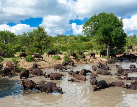 Autotour Safaris & Canyon Sud-Africains - 9J/6N - 4