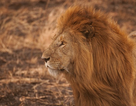 Circuit L'âme sauvage : voyage entre Kenya et Tanzanie - 4