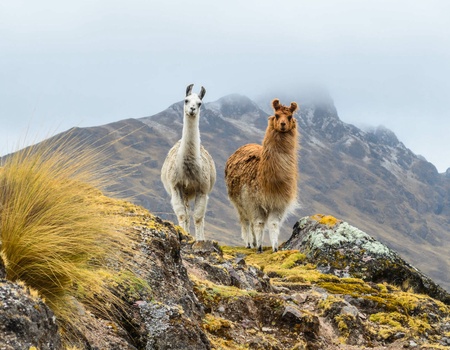 Circuit Des rives du lac Titicaca aux rivages de Paracas - 4