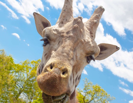 Partez à la découverte des animaux du parc animalier de Peaugres - 3* - 1