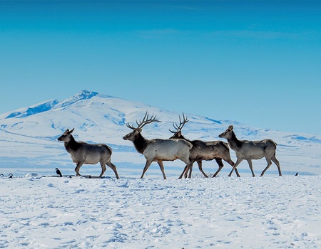 Circuit La Laponie : l'hiver lui va comme un gant! - 5