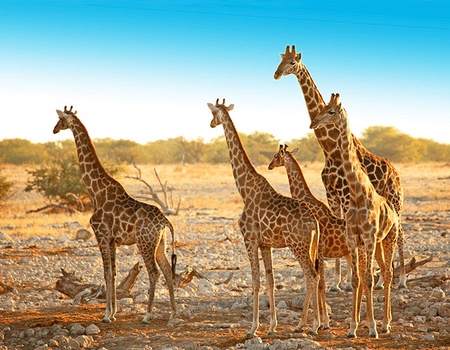 Circuit La Namibie, joyau de l'Afrique australe - 5