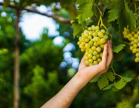 Autotour L'île d'Aphrodite à petits pas : aventure sous le soleil chypriote **** - 2