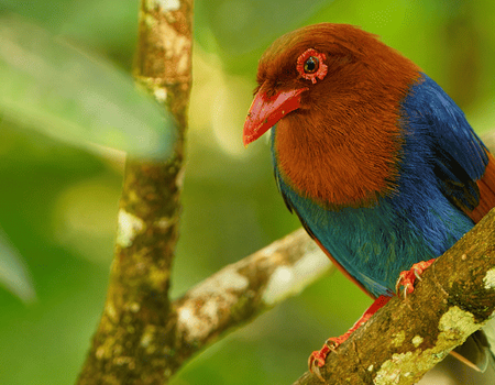 Circuit Reflets de Ceylan - 5