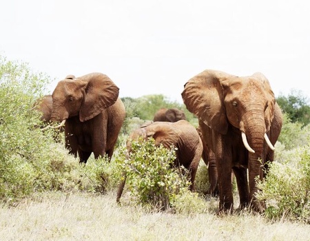 Safari 3 nuits Tsavo East, Amboseli & Séjour au Kappa Club Crystal Bay Resort 4*sup nl - 5