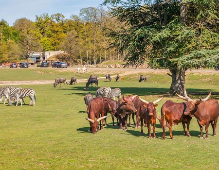 Week-end à Rambouillet avec entrées au ZooSafari de Thoiry - 4*