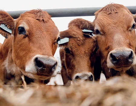 Paris et le Salon de l'Agriculture 2026 - 2