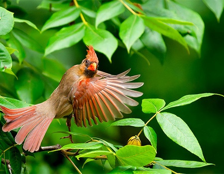 Circuit Panama authentique et plages du Pacifique (maximum 16 participants) - 5