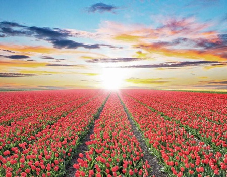 Week-end à Amsterdam avec billets pour Keukenhof - 4* - 1