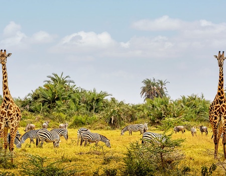 Circuit Découverte du Kenya, de la Savane à l'Océan Indien - Nairobi, Kenya - Image 4