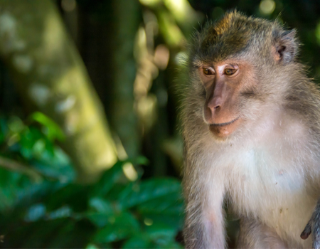 Combiné Bali, Ubud et plages PROMO 12 ou 13 jours - 5