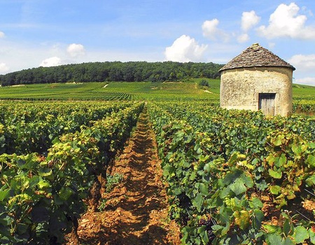 Croisière au coeur de la Bourgogne, ses vins et ses saveurs régionales (formule port/port) - Côte d'Or - Dijon, Centre - Image 2