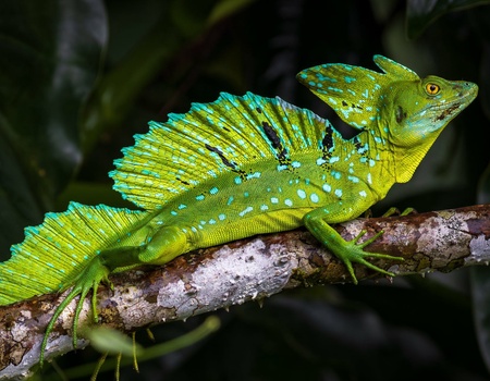Circuit Trésors du Costa Rica - Tortuguero et séjour balnéaire - 17J/15N