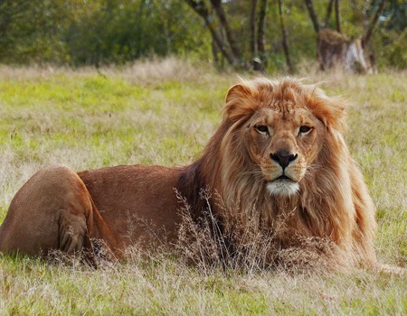 Tour du monde animalier en famille - 4*