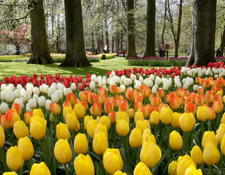 Découvrez Leyde et bénéficiez d'une entrée à Keukenhof ! - 3*