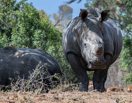 Circuit Splendeurs d'Afrique du Sud et Eswatini, Extension Chutes Victoria et Chobe