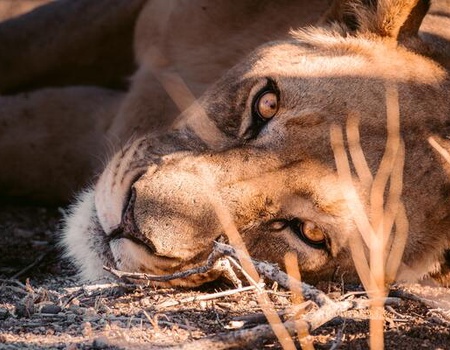 Circuit Du Royaume des Animaux aux Sables du Kalahari **Version 2026** - 1