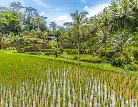 Combiné Jungle, Rizières et Sable de Bali 4* - 1