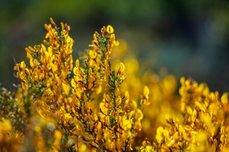 Circuit Sur la route de la Haute-Corse épicurienne au départ de Bastia - 5